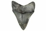 Fossil Megalodon Tooth - Georgia #338709-1